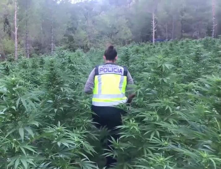 Police in Spain discover huge weed plantation hidden in pine forests of Aragon