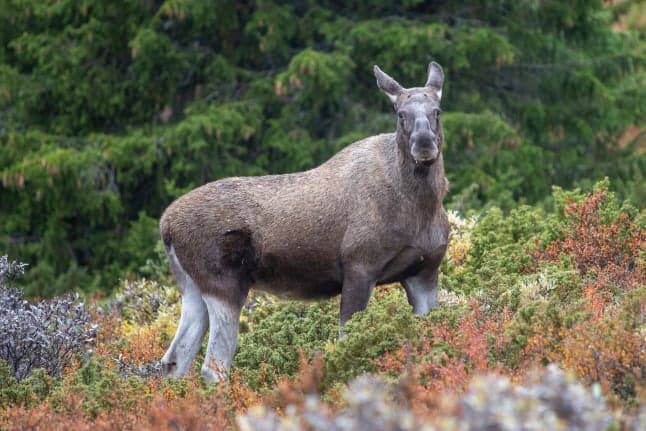 'Shoot aggressive elks tormenting town residents,' Swedish police order