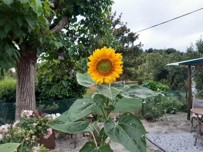 From Rose Cottage to Casa Girasol: Growing a garden in Galicia