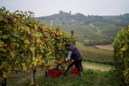 Italian wine production drops sharply after year of extreme weather