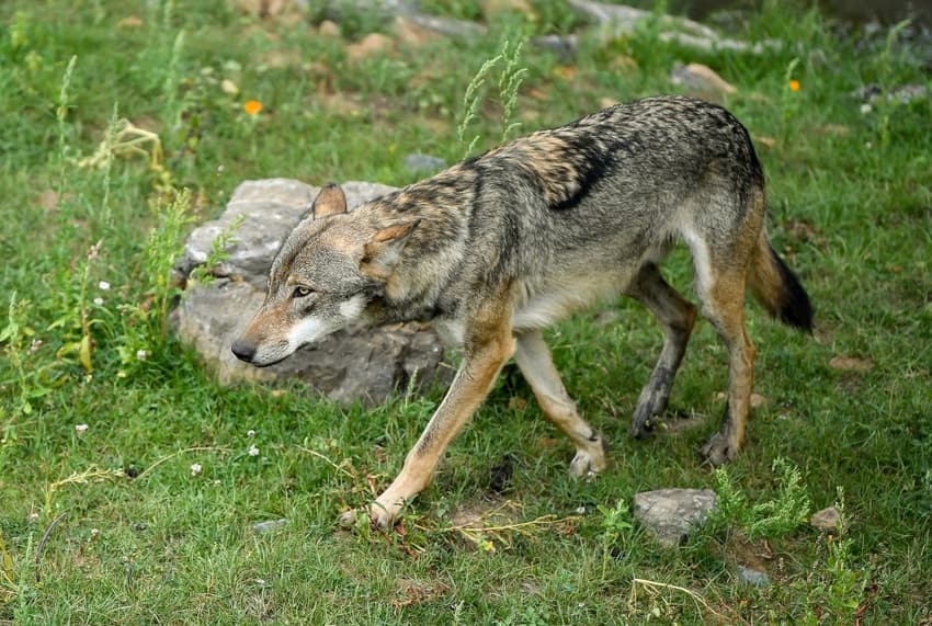Wolf spotted on the Dordogne-Charente border in southern France