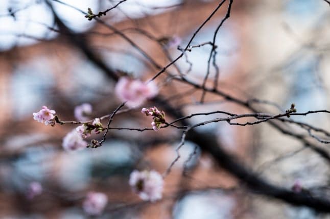 Stockholm's cherry trees are in bloom – what happened to winter?