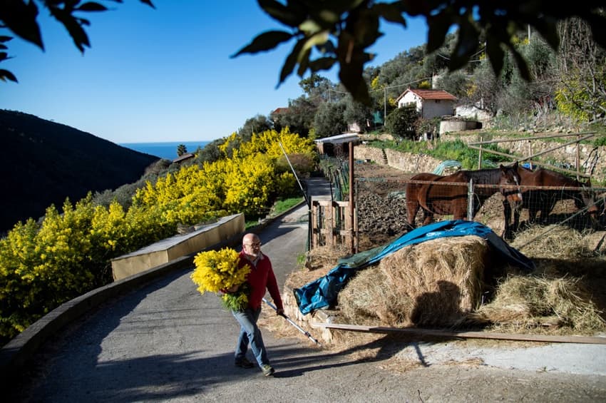 IN PHOTOS: Northern Italy's mimosa harvest comes early