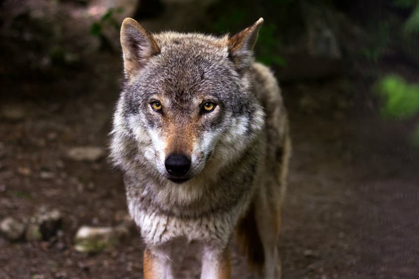How many wolves are there in the Norwegian wild?