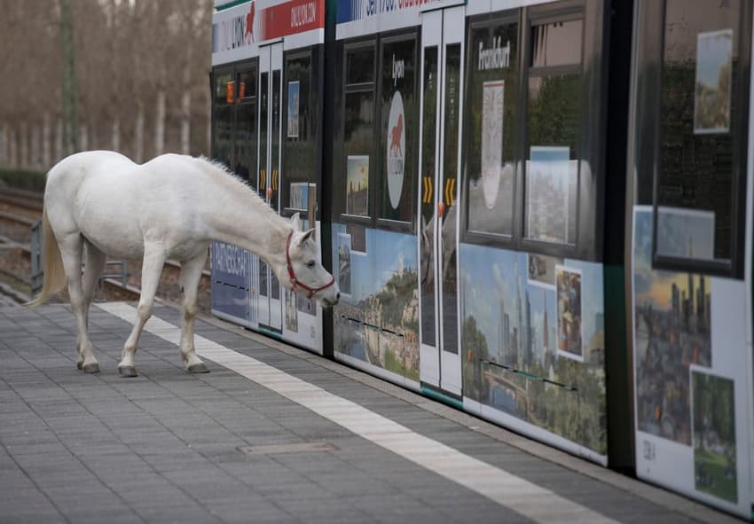 Jenny the city-dwelling horse cheers up German lockdown