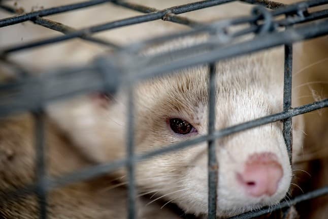 Danish mink face cull after catching coronavirus
