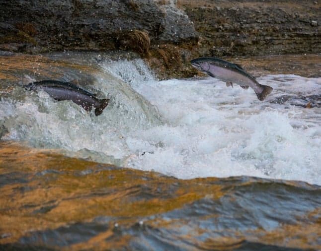 Norwegian salmon blamed for Beijing coronavirus outbreak