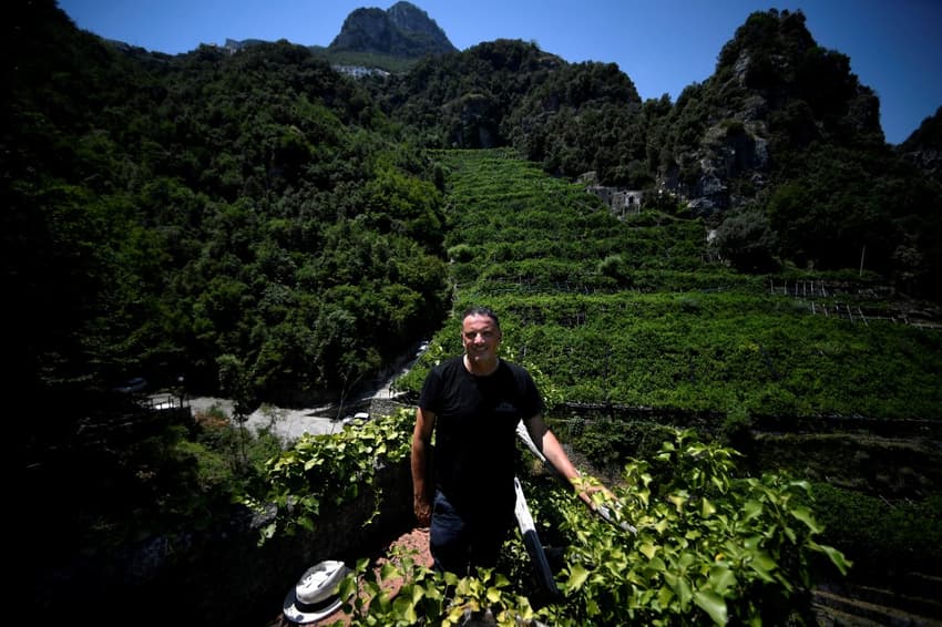 IN PICTURES: The Amalfi Coast lemon growers facing an uphill struggle to survive