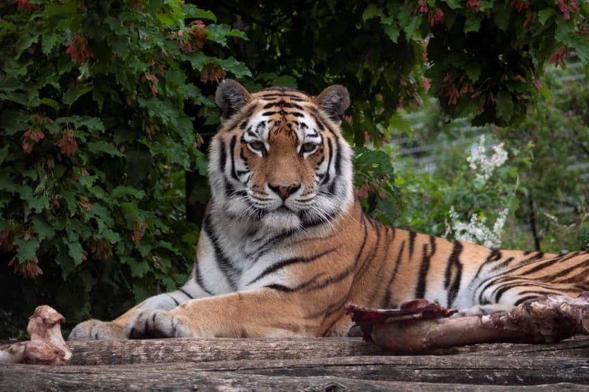 Investigation presumes fatal Zurich tiger mauling was an accident
