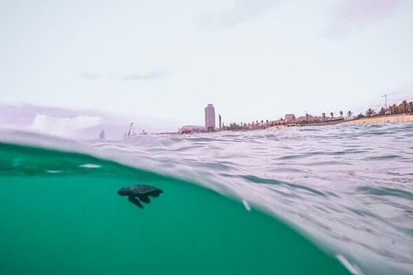 IN PICTURES: Loggerhead turtles hatch on Barcelona beach for the first time