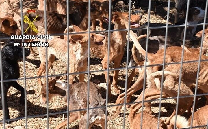Spanish police rescue 41 starving dogs from farm near Toledo