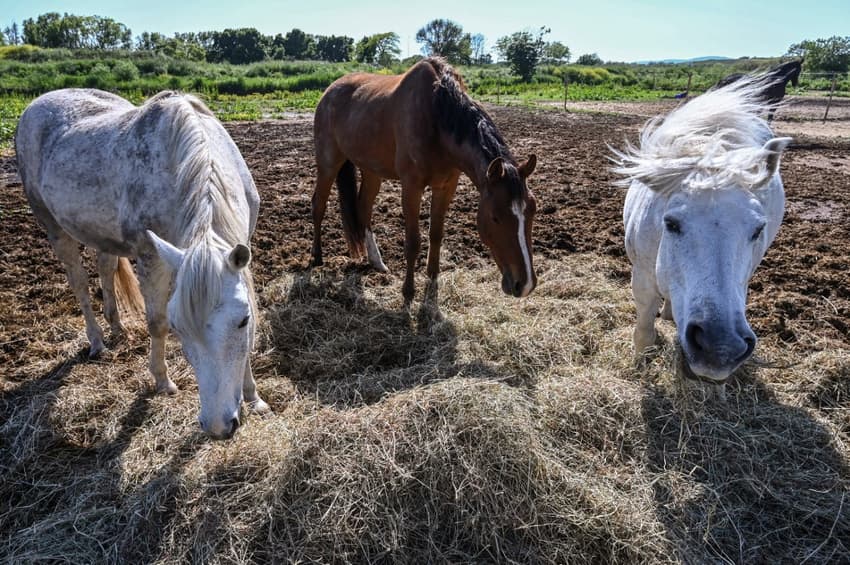 The strange case of dozens of horses across France mutilated and killed
