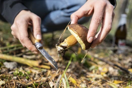 Experts predict bumper mushroom season for Germany