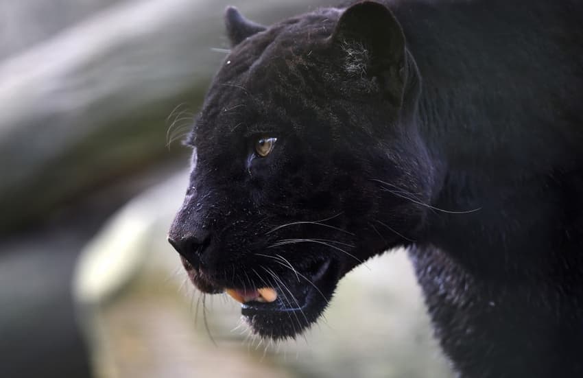Is there a black panther prowling around a small village in southern Spain?