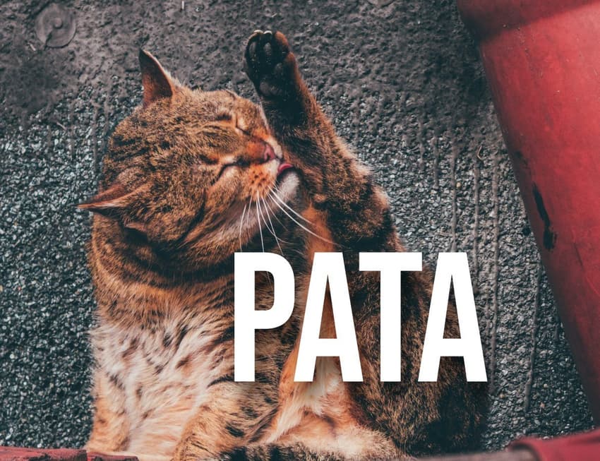 Spanish Word of The Day: 'Pata'