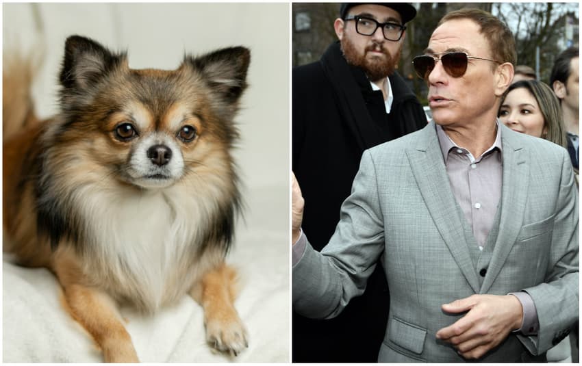 Jean-Claude Van Damme saves puppy from death in Norway
