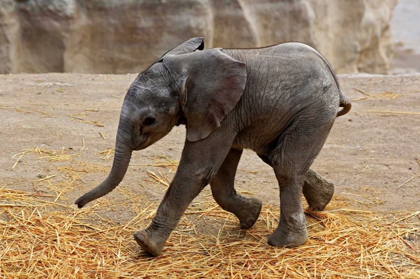 ‘Baby elephant’: Austria announces 2020’s word of the year