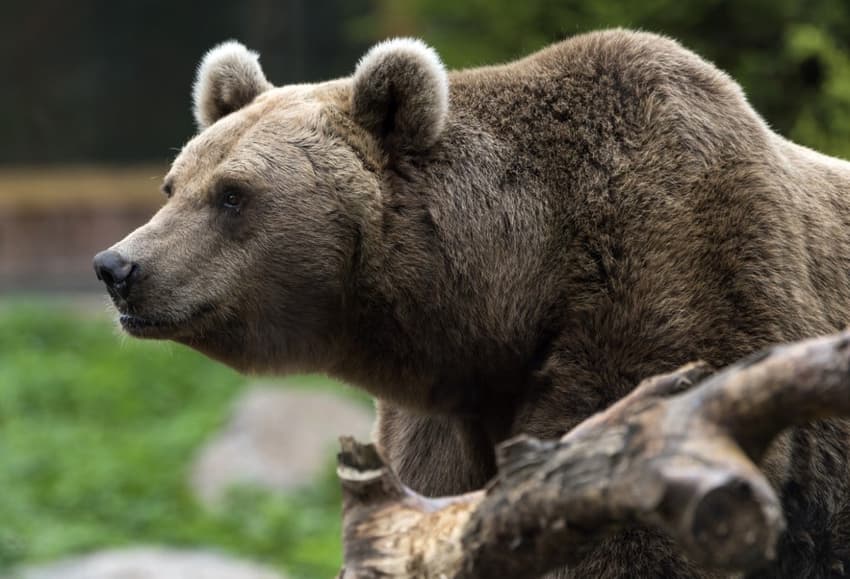 No more shooting to scare Pyrenees bears, French court rules