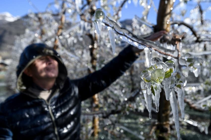 IN PHOTOS: Why Italian farms are freezing fruit trees to protect from frost