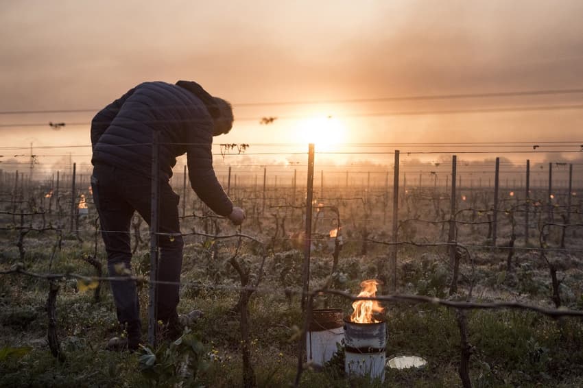 'Third of French wine production lost' due to cold snap