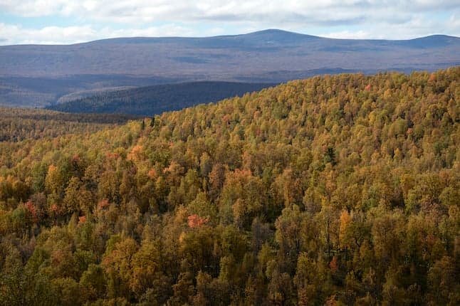 'Never have I seen so few old trees around': What's happening to Sweden's forests?