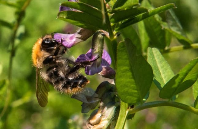 Germany passes new bee-protection law to ward off 'ecological apocalypse'