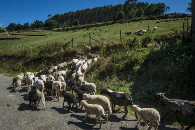 Spanish town tells tourists to leave if they can't "handle the risks" of rural life
