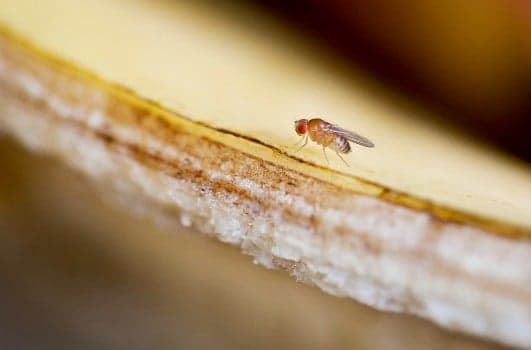 How to deal with fruit flies (and other critters) plaguing your German flat