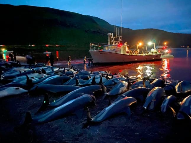 Faroe Islands face outcry after 1,400 dolphins slaughtered in a day