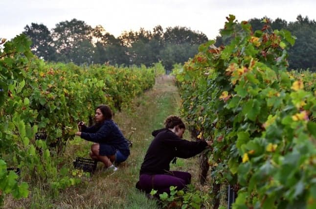 Why more and more French wine producers are going organic