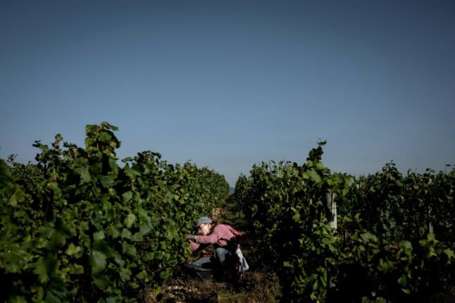 Bad weather halves wine harvest in France's Burgundy vineyards