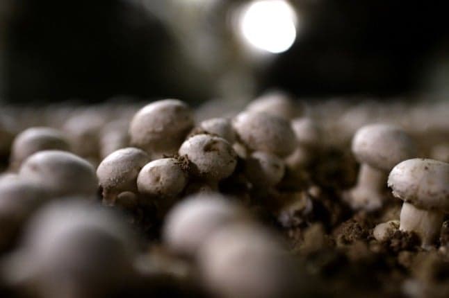 Inside Paris' underground mushroom farms