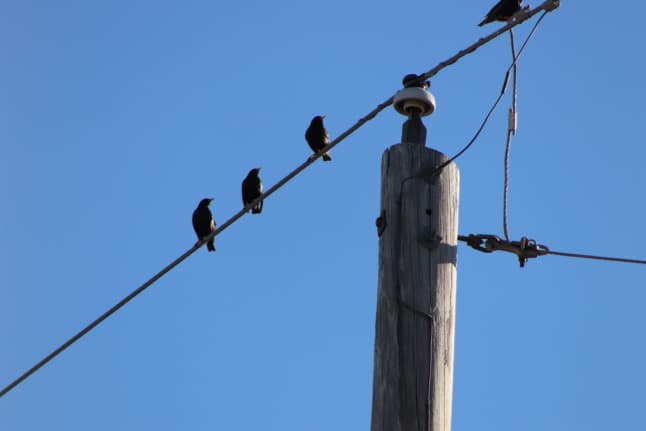 How bird poo knocked out power for 27,000 Swedes... twice