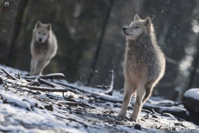 French zoo shut after pack of wolves escapes