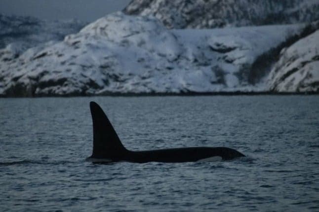 Melting Arctic ice draws killer whales further north into Norwegian waters