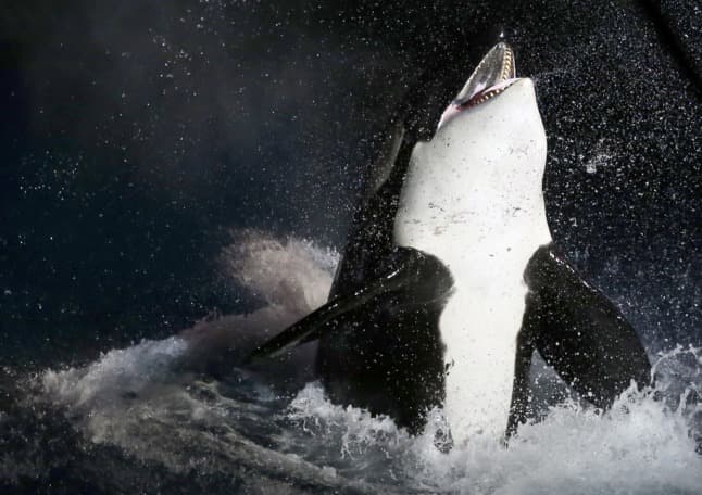 Spain's police bust gang that faked orca attacks to smuggle drugs