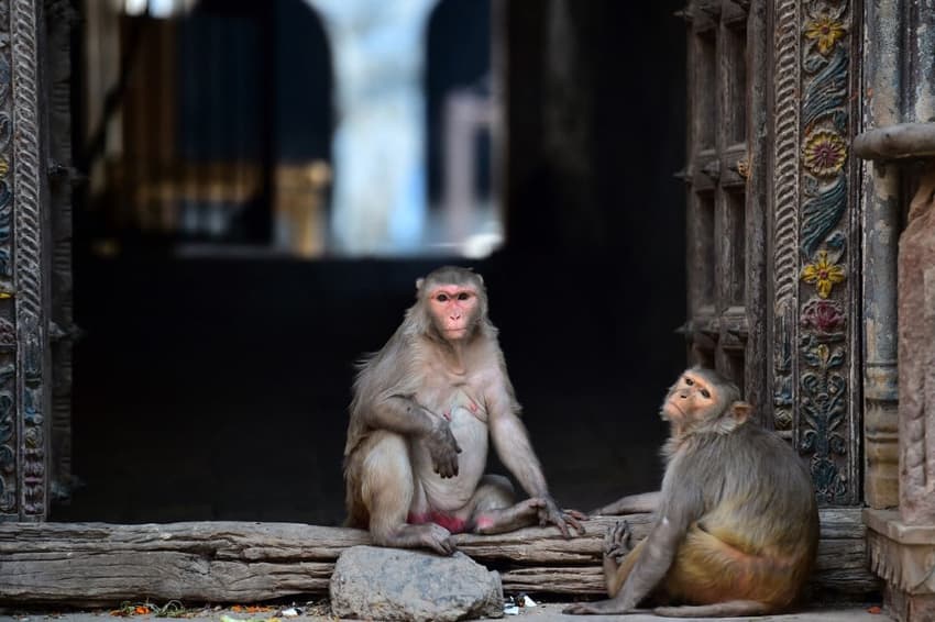 Switzerland confirms first monkeypox case