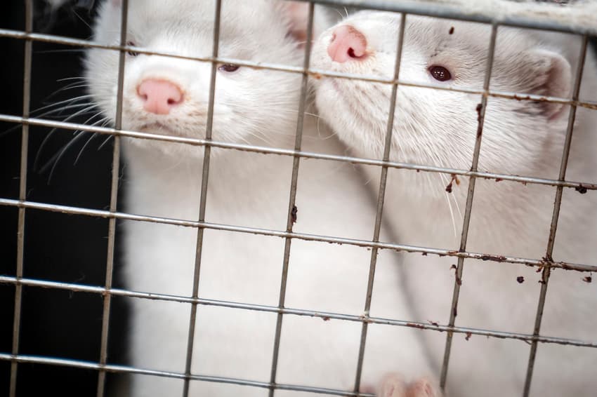 Danish health agency says mink farming poses low Covid-19 risk