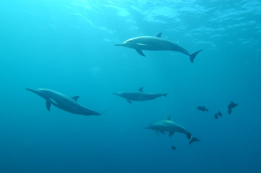 Prehistoric dolphin species discovered in Switzerland