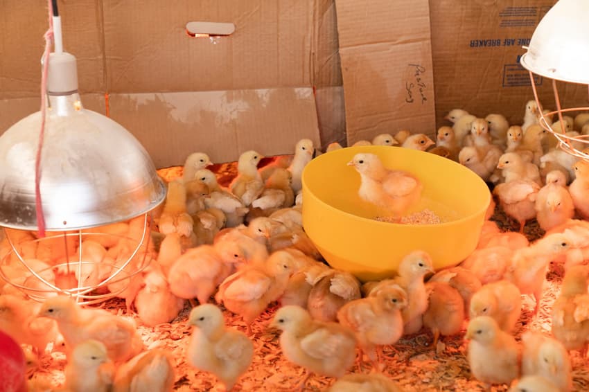 Austria bans 'senseless' killing of chicks with new animal welfare rules