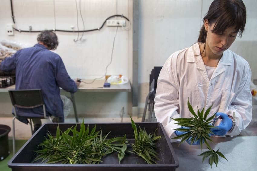 Pharmacies in Spain will be able to sell medical marijuana by the end of 2022
