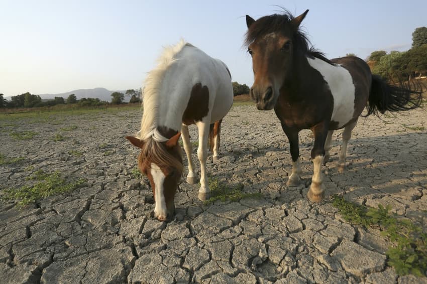 Trial begins in France over European horsemeat scandal