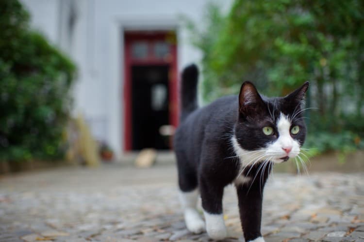 Why Berlin is bringing in tough new rules for pet cats