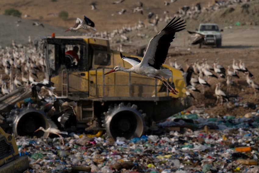 Climate change in Spain: How storks have given up migrating to live off garbage