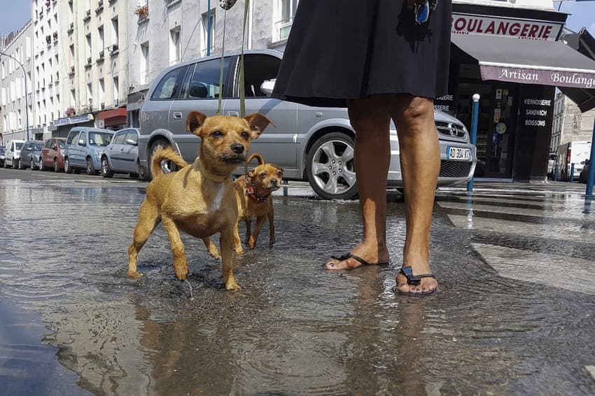 What you need to know about owning a dog in France