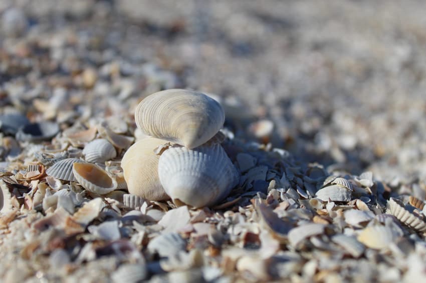 National park plan for northern France means end of fossil and shell collecting