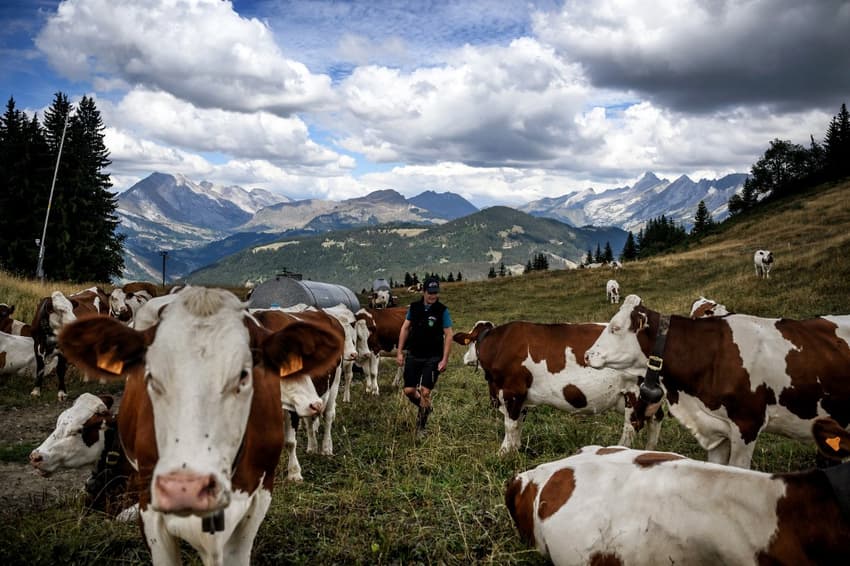 Overheated French cows means falling cheese production in Alps
