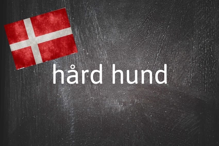 Danish expression of the day: Hård hund