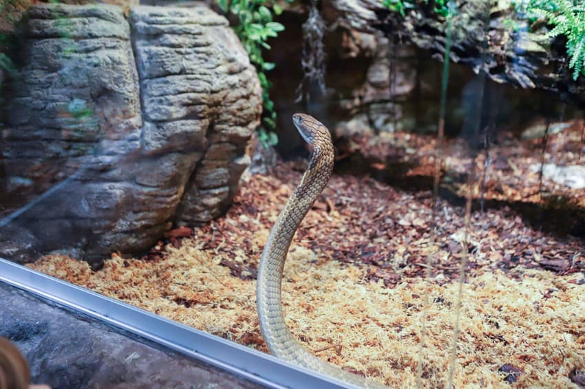 'Highly venomous' king cobra still at large at Stockholm zoo