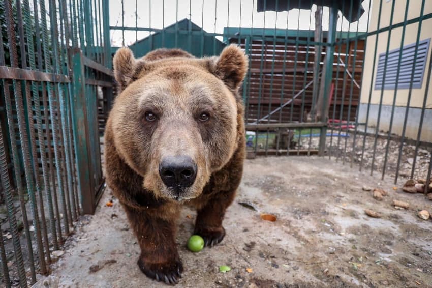 Austrian sanctuary to host freed Albanian brown bear